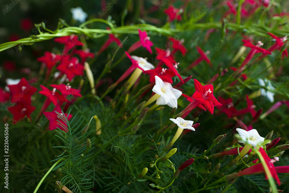 Ipomoea quamoclit (Cypress vine). Tropical plant in the form of a star white, scarlet and pink Ipomoea quamoclit (Cypress vine). Tropical plant in the form of a star white, scarlet and pink