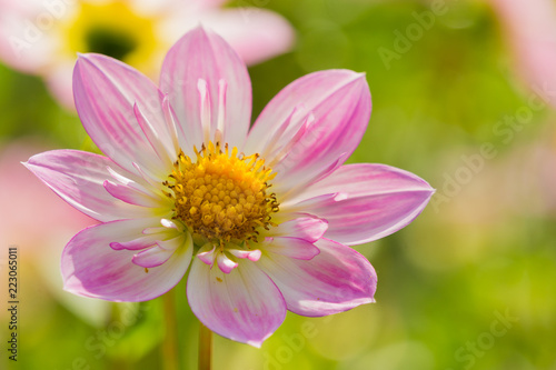 Pinke Halskrausendahlie  Asteracea  in der Morgensonne.