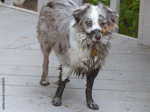 Dog and Mud Puddle