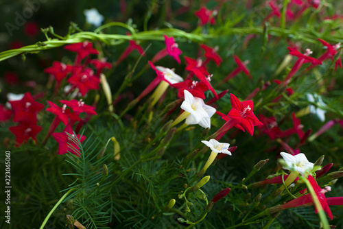 Ipomoea quamoclit (Cypress vine). Tropical plant in the form of a star white, scarlet and pink