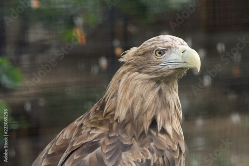 portrait of an eagle 1