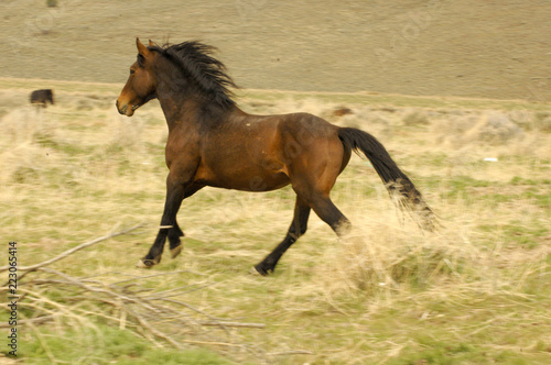 Wild Mustang Running