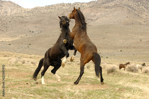 Wild Mustang Stallions Confrontation