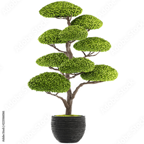 Quadro su tela Decorative tree on a white background,  topiary.