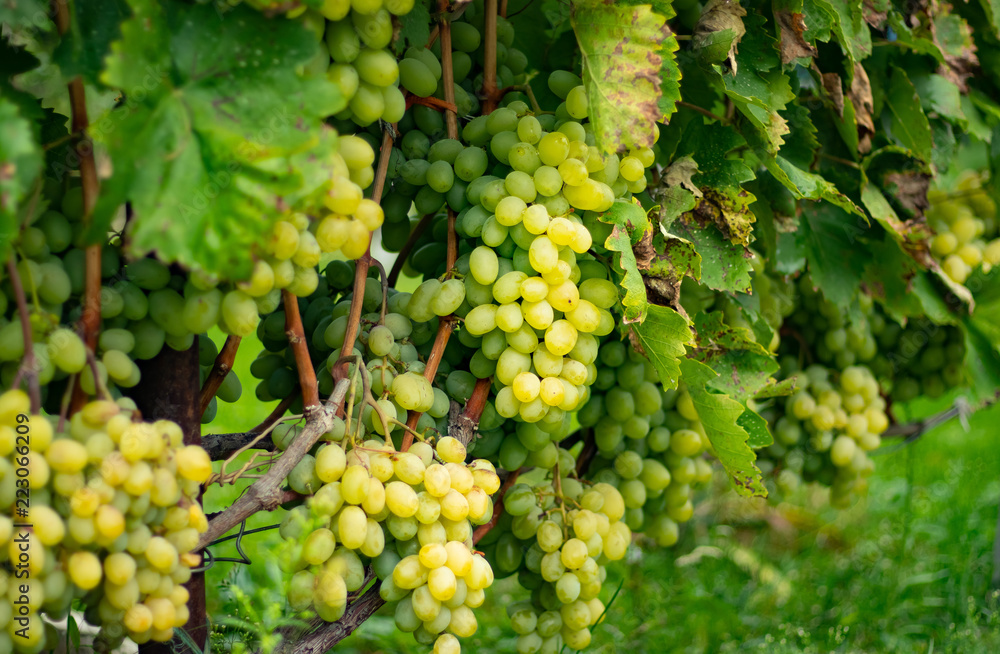Fresh grapes in autumn garden