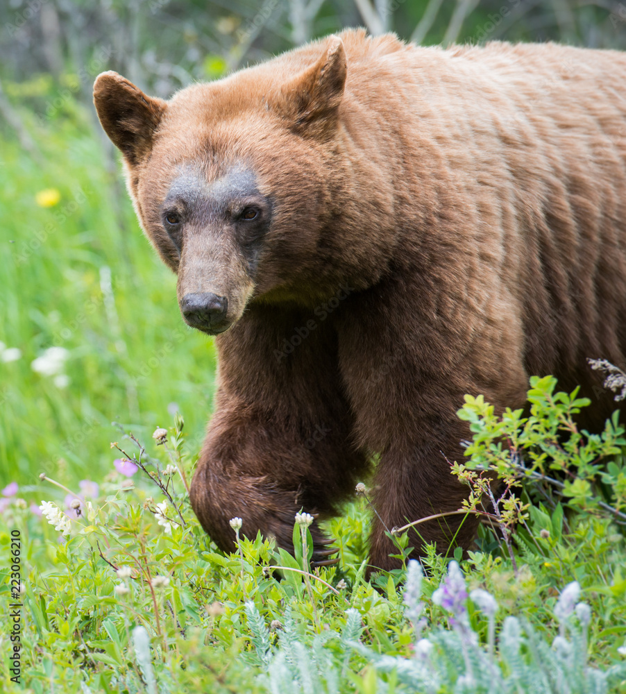 Black bear in the Canadian wilderness
