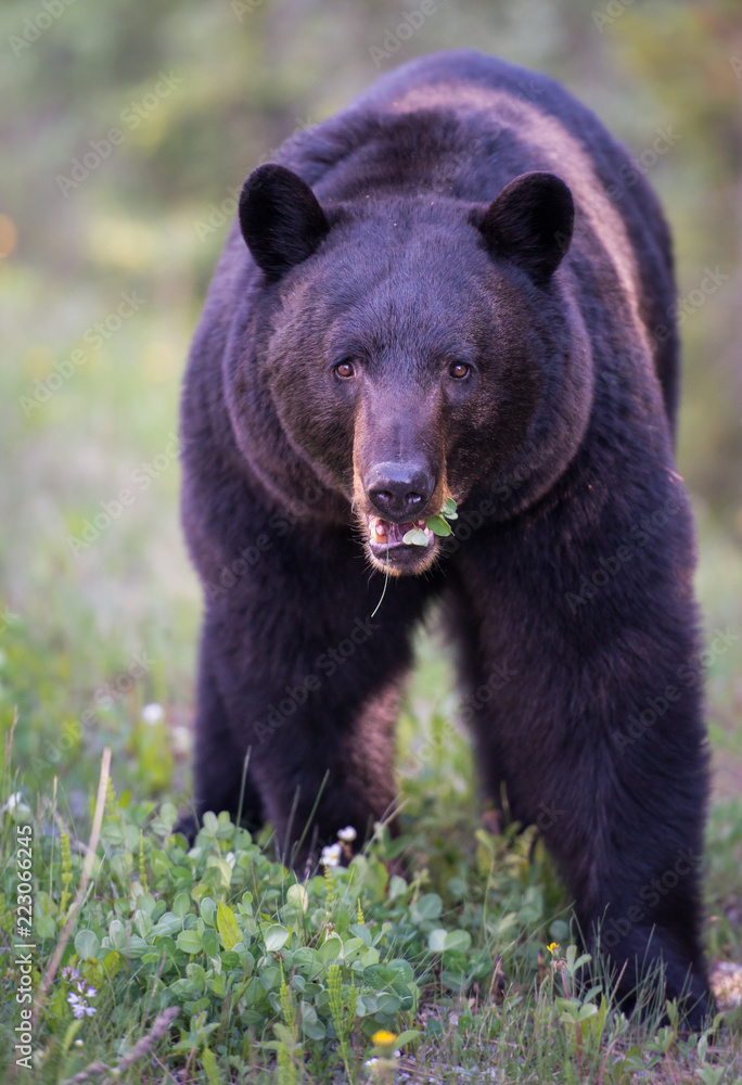 Black bear in the Canadian wilderness Black bear in the Canadian wilderness