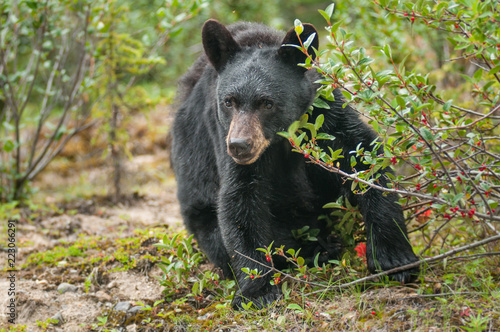 Black bear in the Canadian wilderness © Jillian