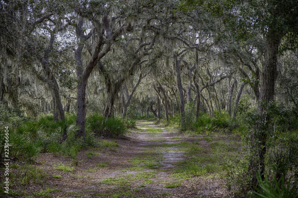 Fototapeta premium Path Less Traveled