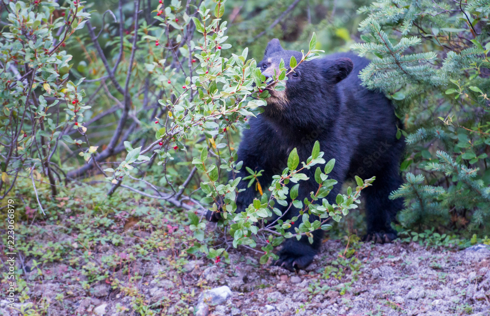 Fototapeta premium Black bear in the Canadian wilderness