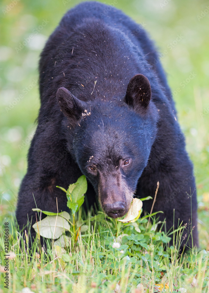 Fototapeta premium Black bear in the Canadian wilderness