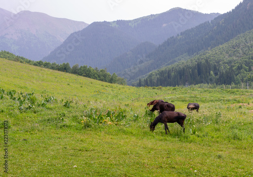 horses in mountain pastures
