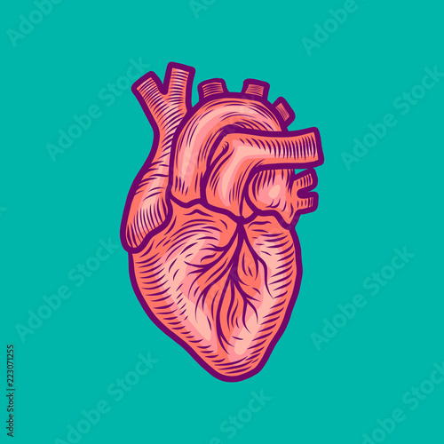 Anatomical heart icon. Hand drawn illustration of anatomical heart vector icon for web design