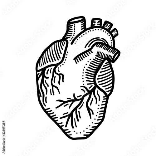 Heart organ icon. Hand drawn illustration of heart organ vector icon for web design