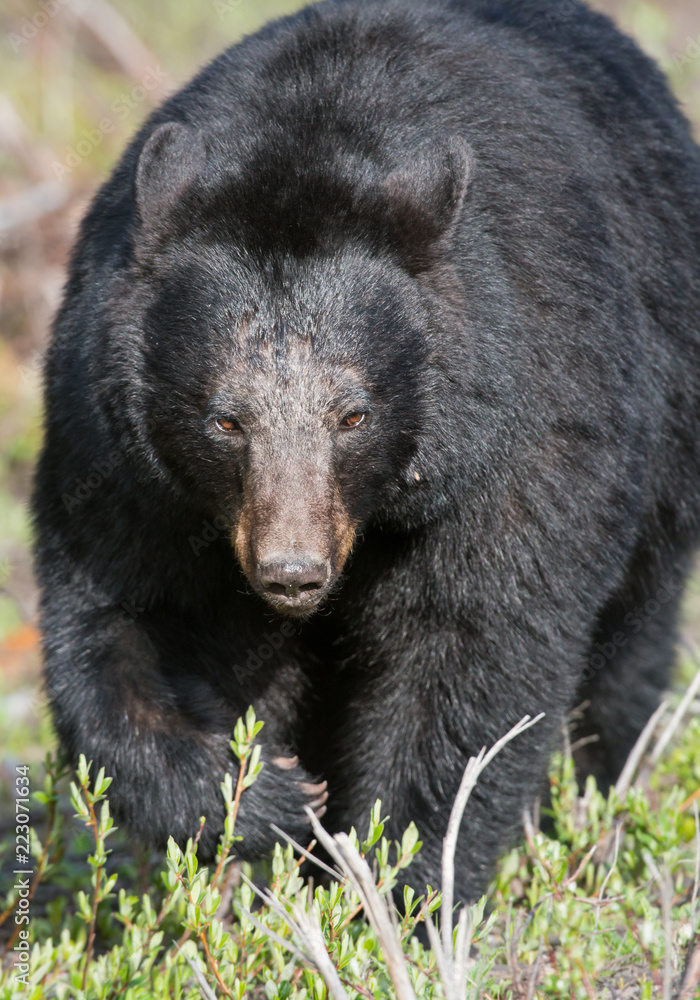 Black bear in the Rocky Mountains