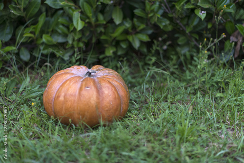 orange pumpkin harvested in the nature, perfect to use for the halloween festivity