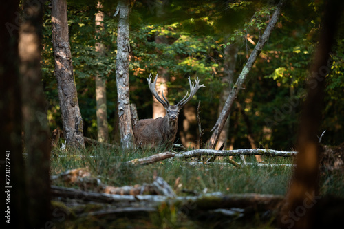 Deer in the forest