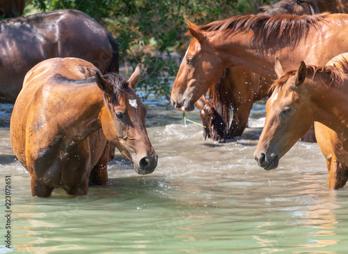 Herd of horses drink water in a lake © donikz