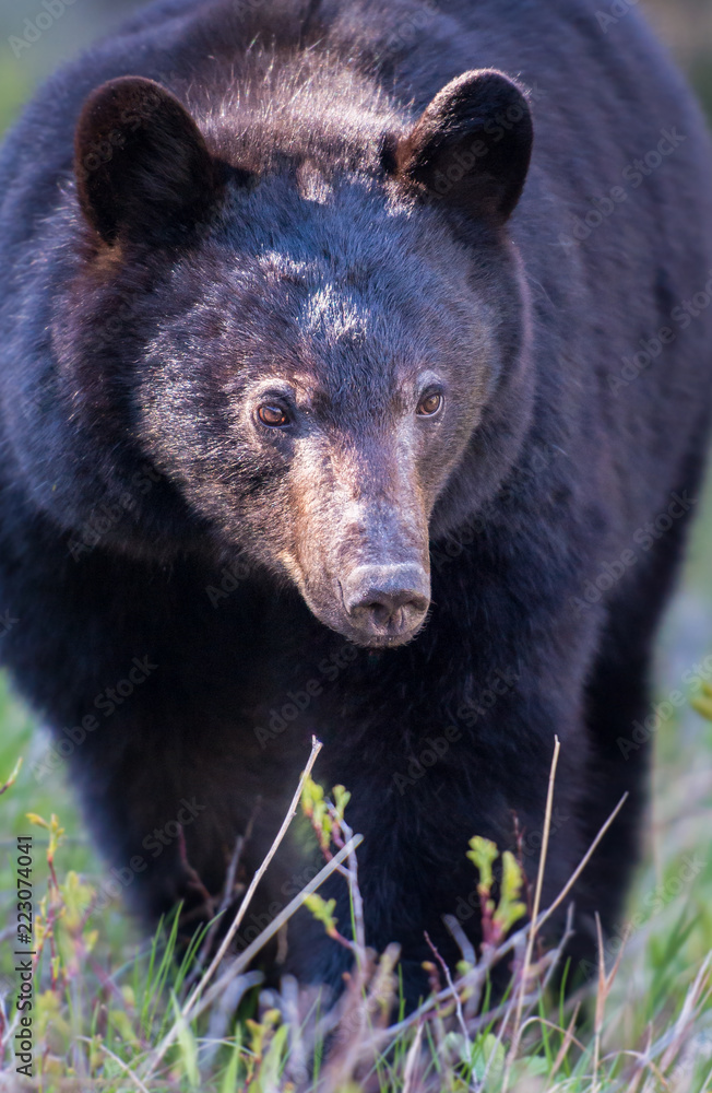 Fototapeta premium Black bear in the Rocky Mountains