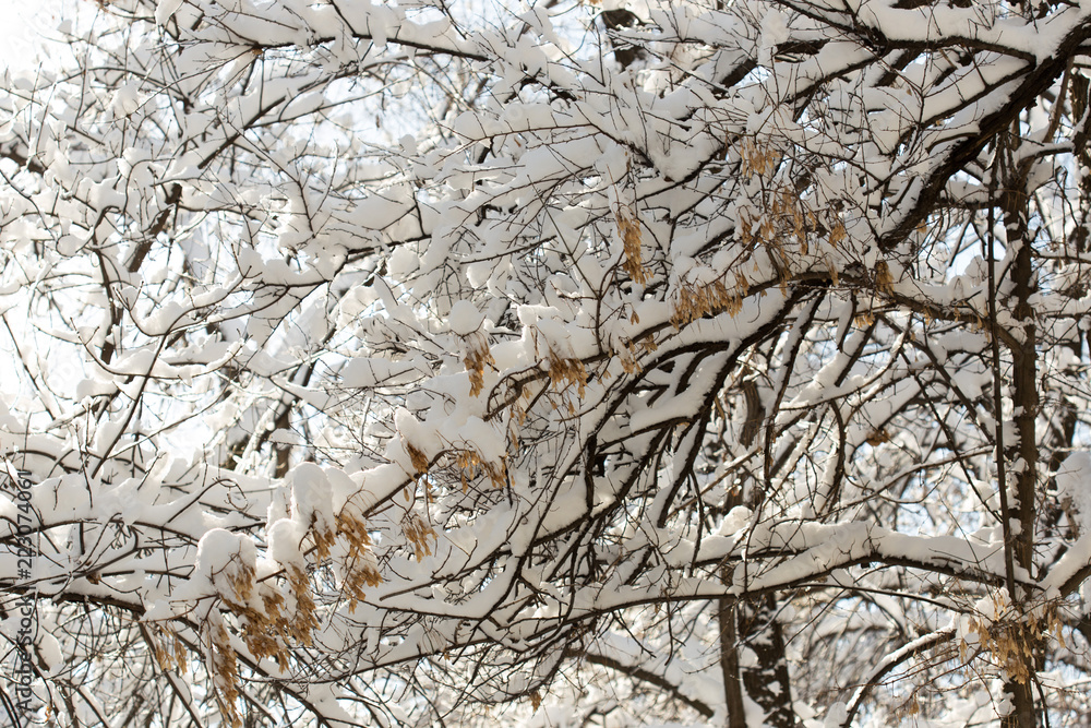 trees with snow in winter trees with snow in winter
