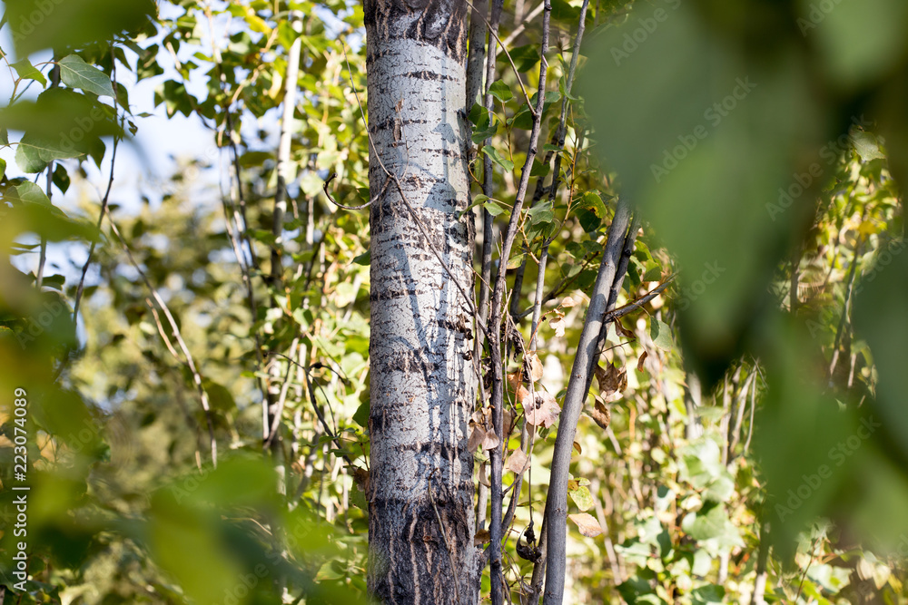 Obraz premium poplar tree