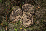 Dried cow dung on the green grass, top view texture background