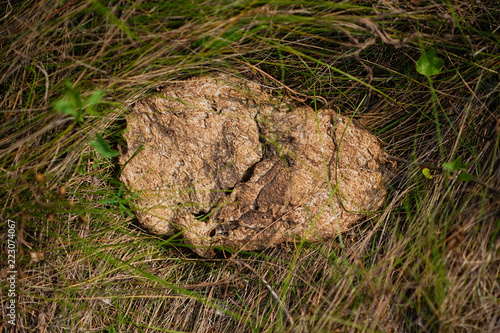 Dried cow dung on the green grass, top view texture background