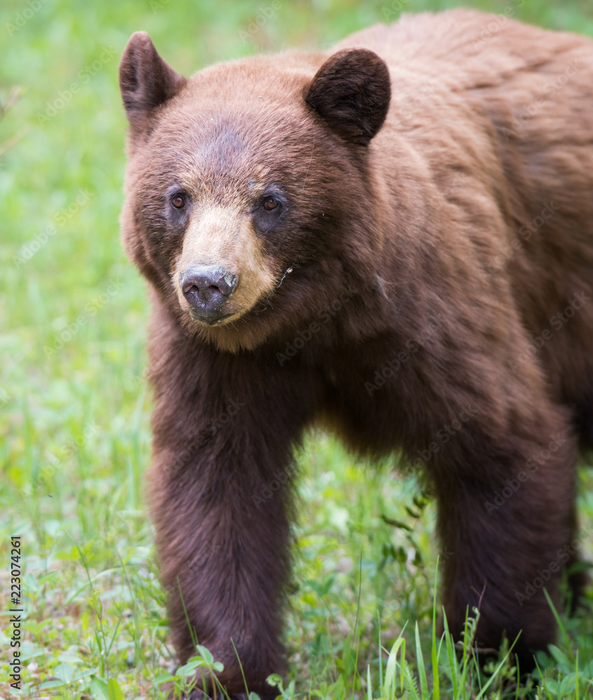 Fototapeta premium Black bear in the Rocky Mountains