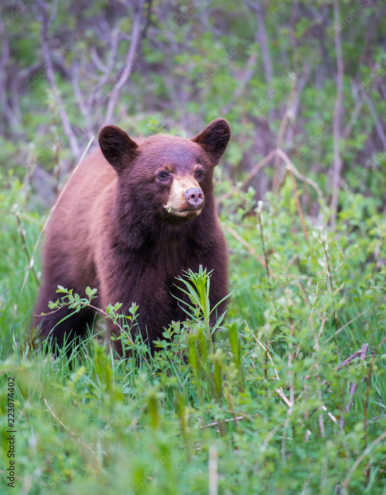 Black bear in the Rocky Mountains Black bear in the Rocky Mountains