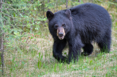 Black bear in the Rocky Mountains © Jillian