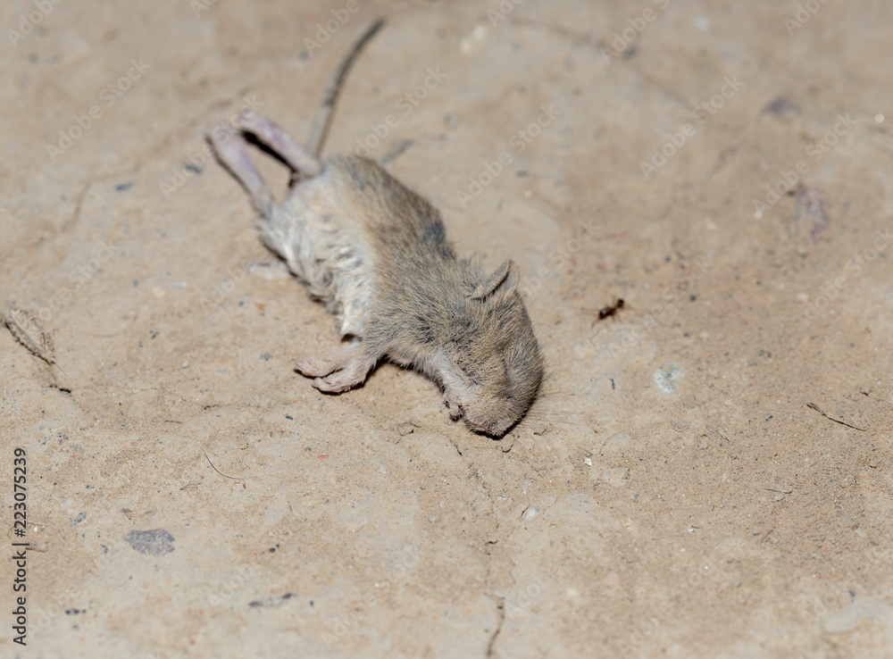 Dead mice on the ground Dead mice on the ground