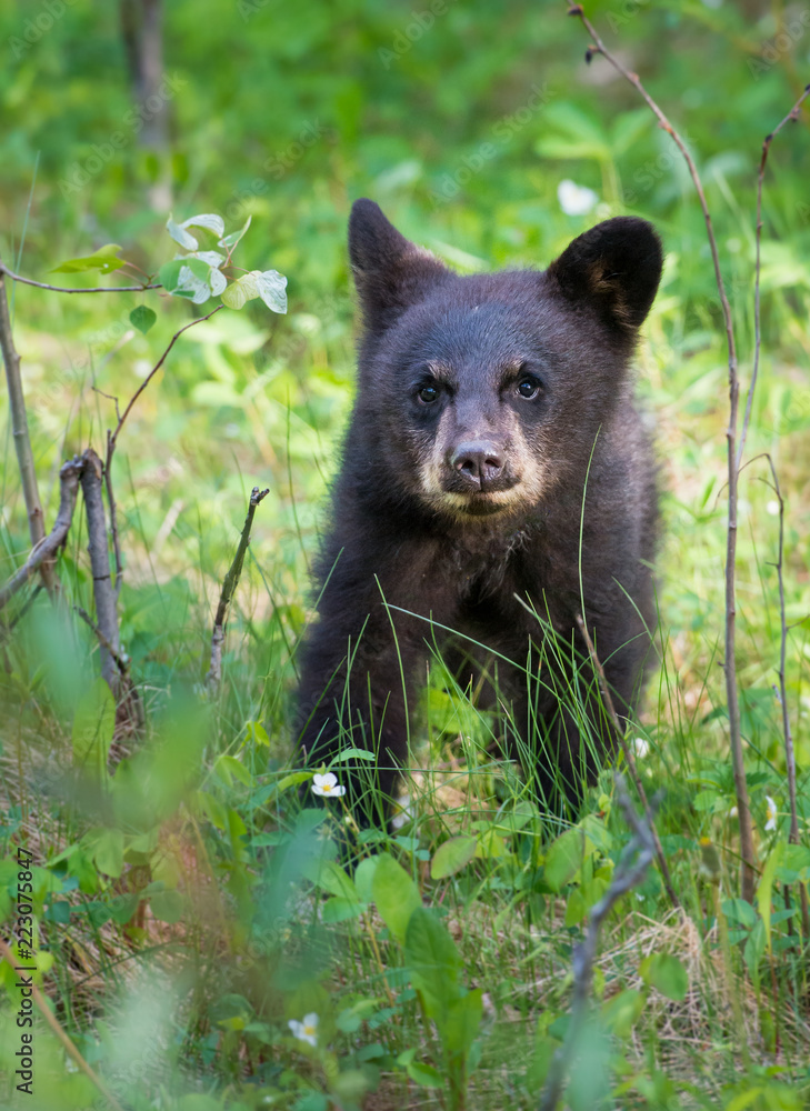 Naklejka premium Black bear in the Rocky Mountains