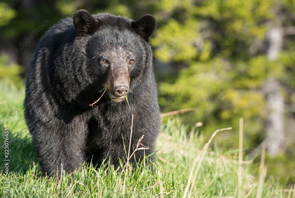 Fototapeta premium Black bear in the Rocky Mountains