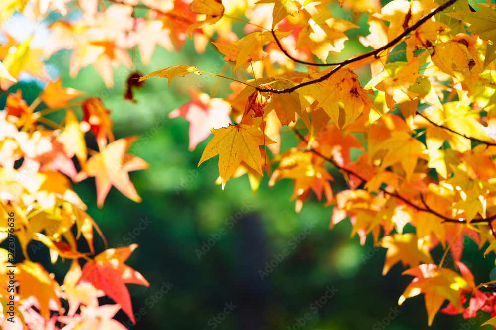 The colorful and beautiful maple autumn leaves