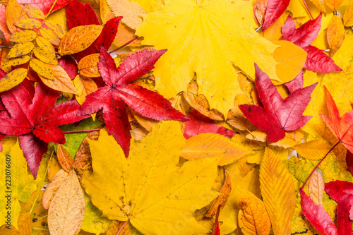 Autumn Leaves Background. leaves floral natural background