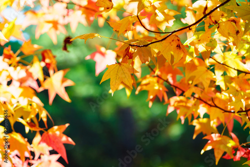 The colorful and beautiful maple autumn leaves