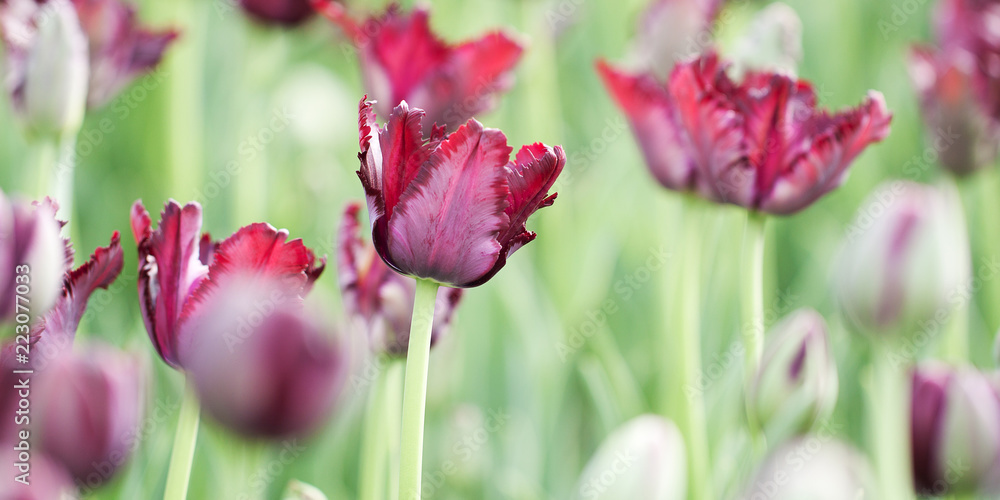 beautiful bright and unusual burgundy tulips blooming in a spring park or garden
