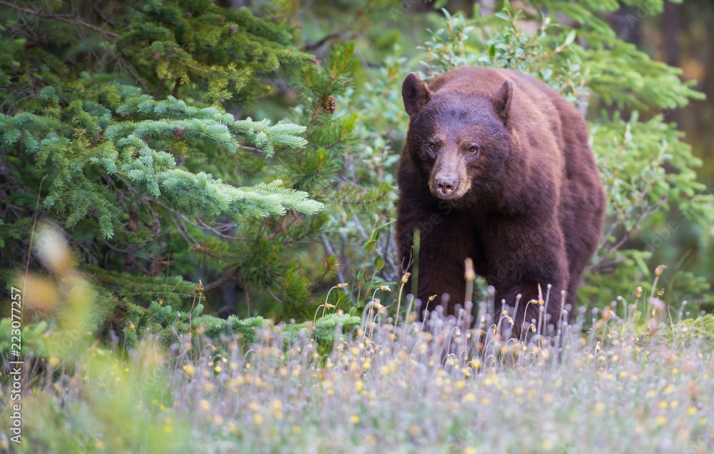 Wild black bear in the Rocky Mountains