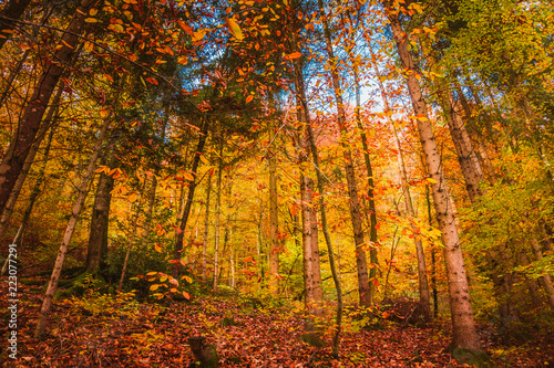 Beautiful orange and red autumn forest