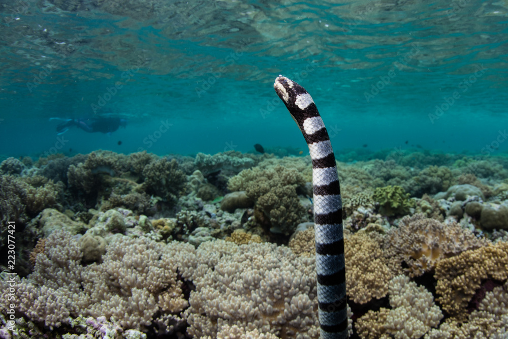 Banded Sea Krait and Reef in Wakatobi National Park