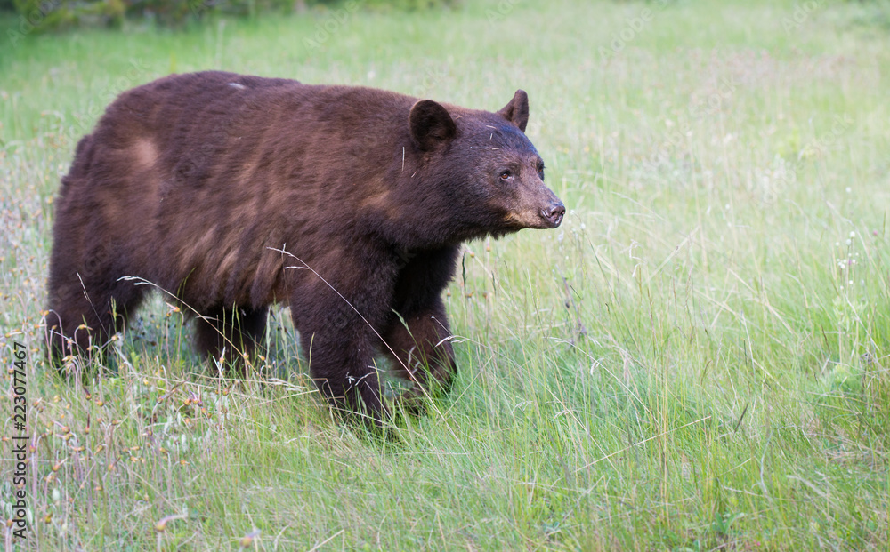 Wild black bear in the Rocky Mountains