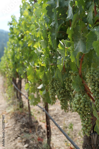 Wallpaper Mural wine, grapes, vineyard, vines, harvest, napa, napa valley, farming, wine tour, white grapes, vine, grape vines, plants, agriculture, leaves Torontodigital.ca