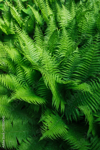 Beautyful ferns leaves. Tropical Fern Bushes