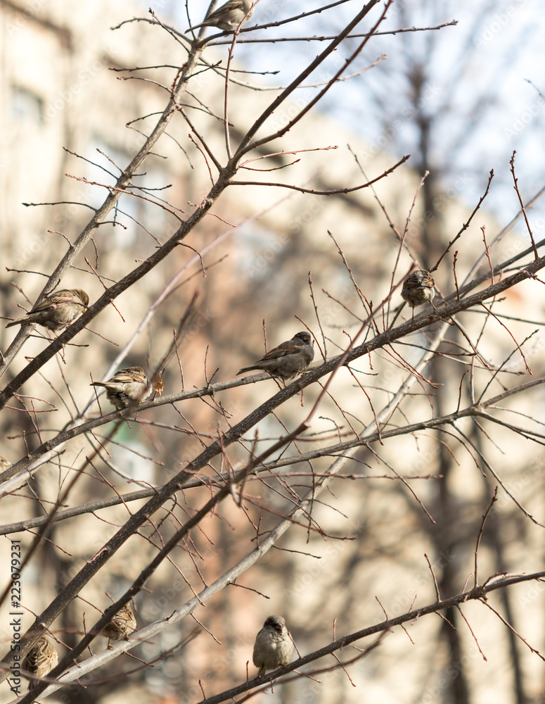 Common Chiffchaff bird on a tree branch