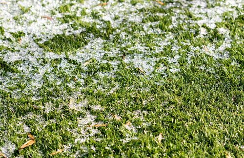 Green growing grass in snow