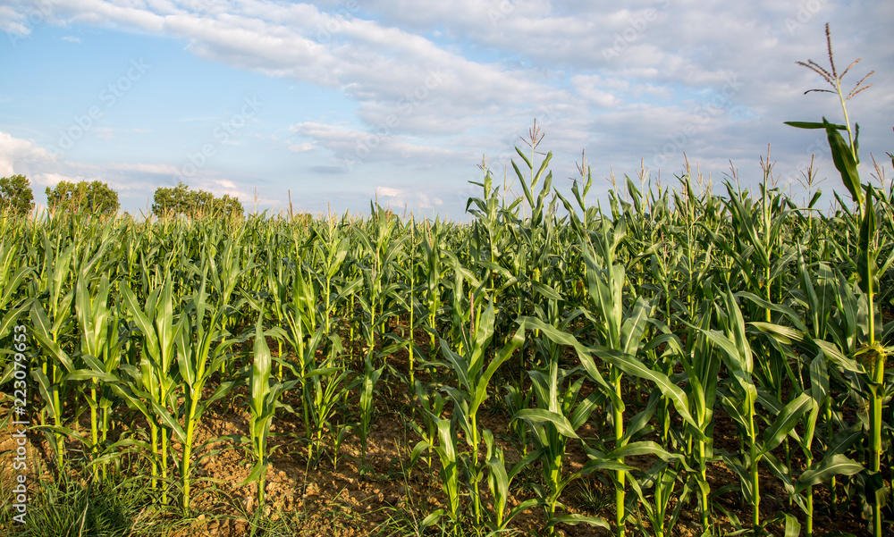 field of corn with an epic sky field of corn with an epic sky