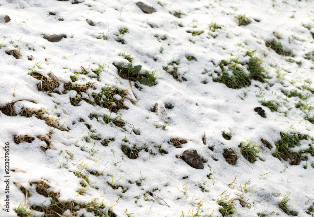 Green growing grass in snow Green growing grass in snow