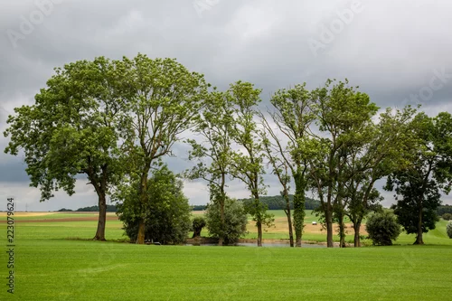 Obraz drzewo w parku