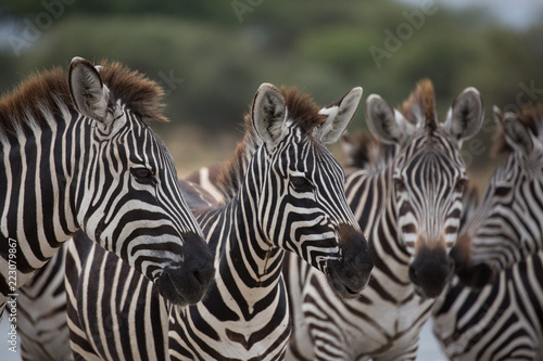 Pack of Zebras on Safari in Tanzania 