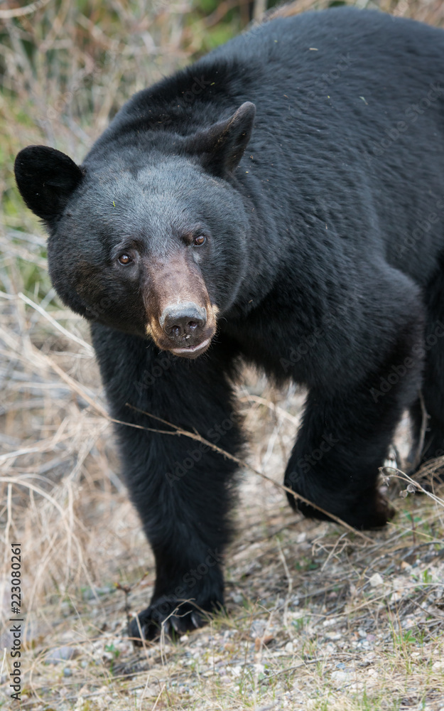 Wild black bear in the Rocky Mountains Wild black bear in the Rocky Mountains